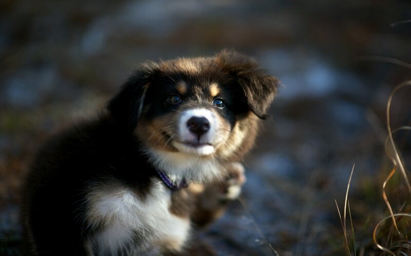 adorable puppy outdoors