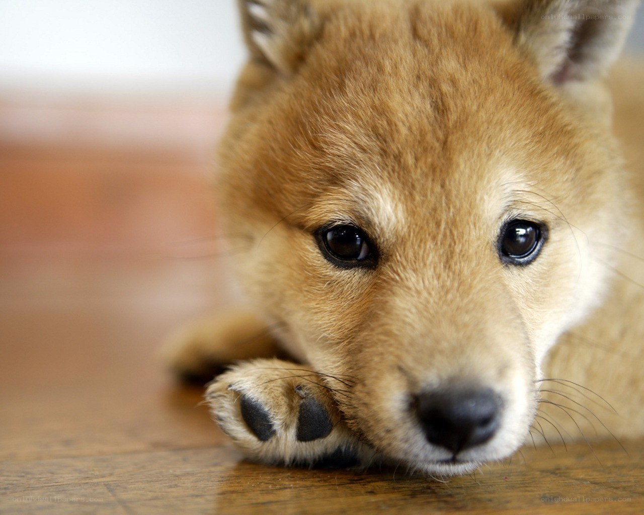 adorable puppy resting