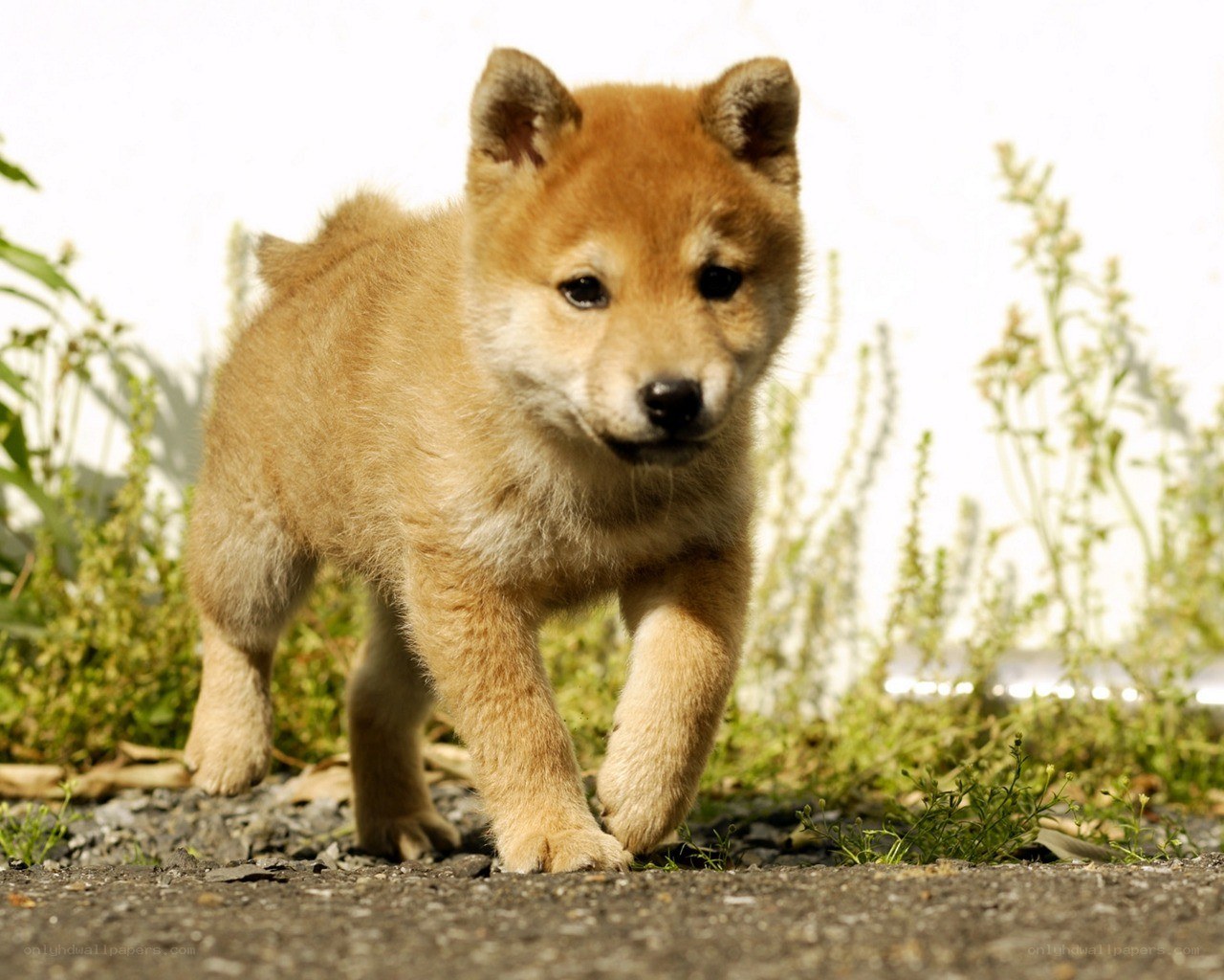Adorable puppy walking outside