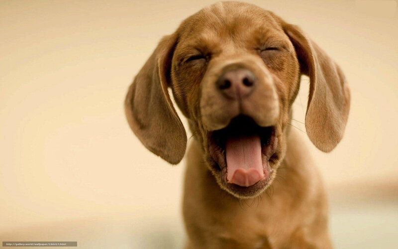 adorable puppy yawning