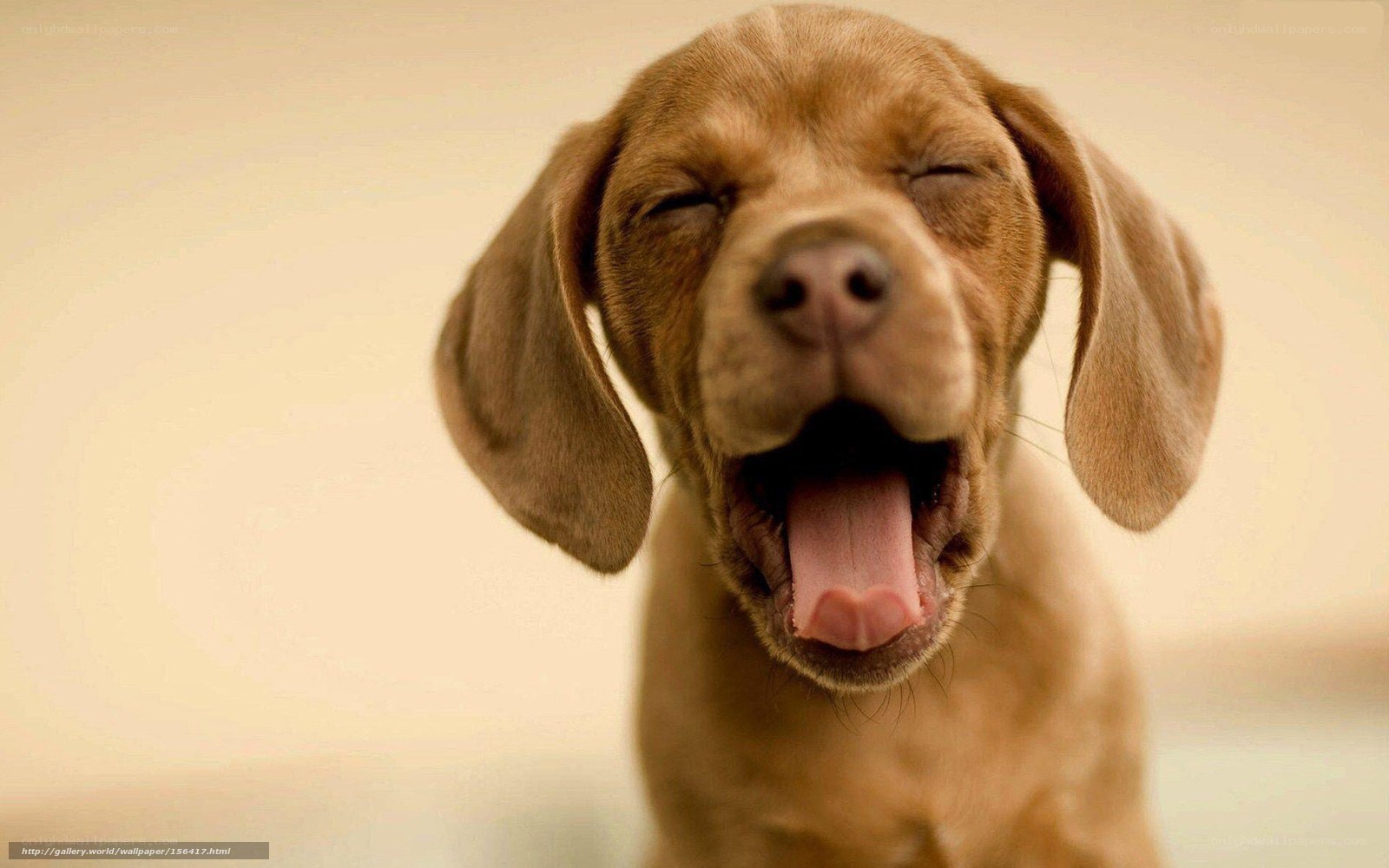 adorable puppy yawning