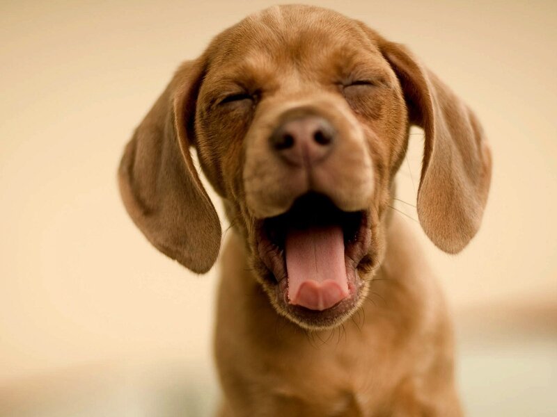 adorable puppy yawning