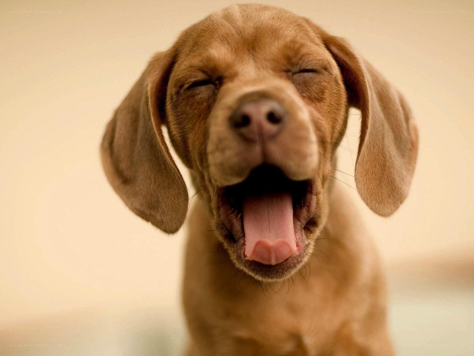 adorable puppy yawning