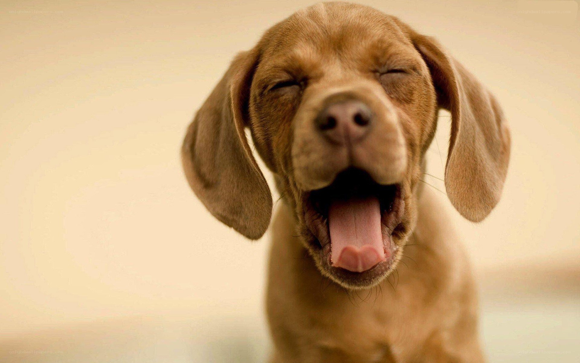 adorable puppy yawning