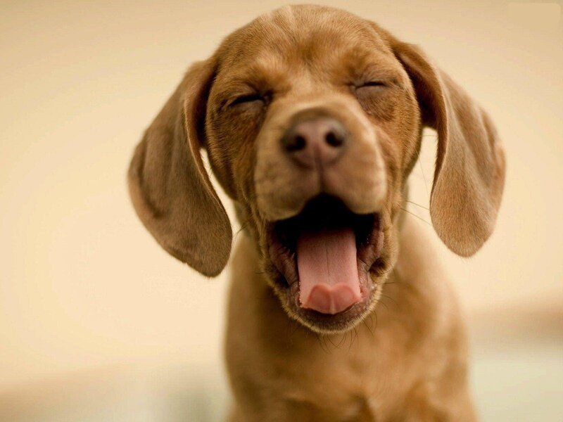 adorable puppy yawning