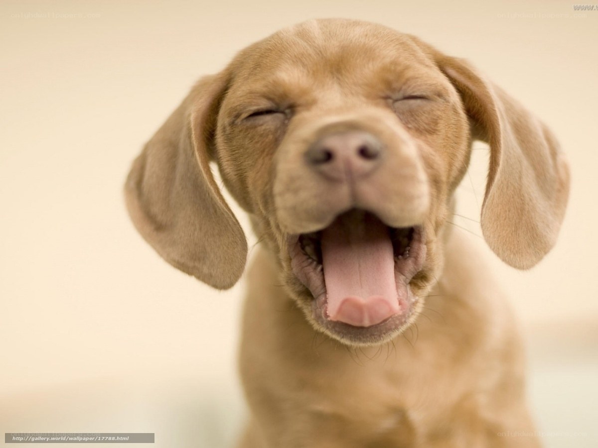 adorable puppy yawning