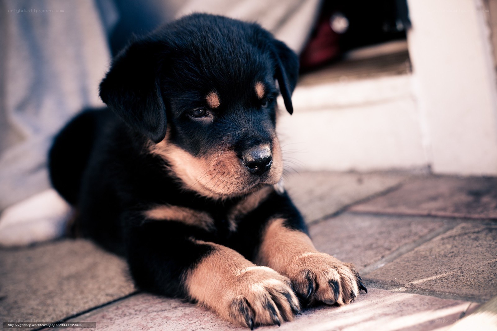 adorable rottweiler puppy