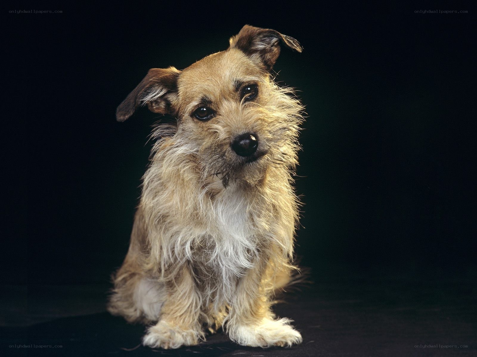 adorable scruffy dog portrait