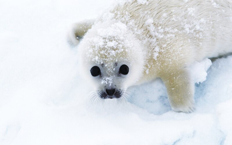 Adorable seal pup in snow