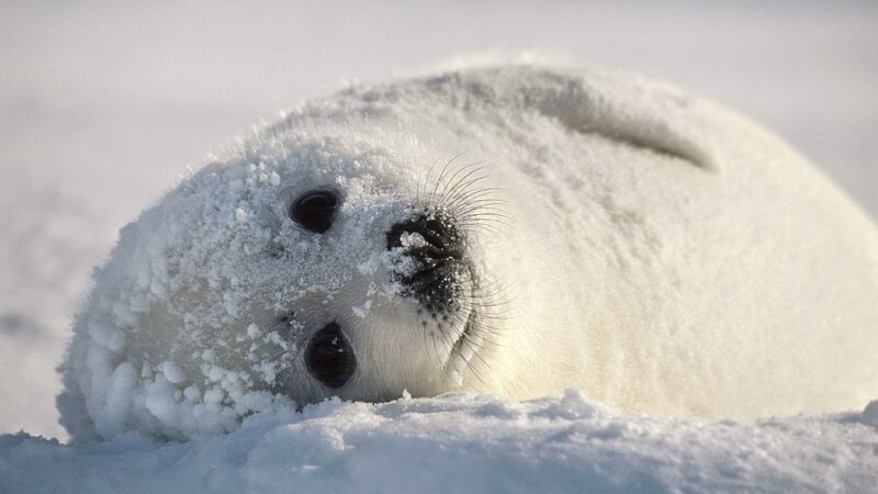 Adorable seal pup in snow