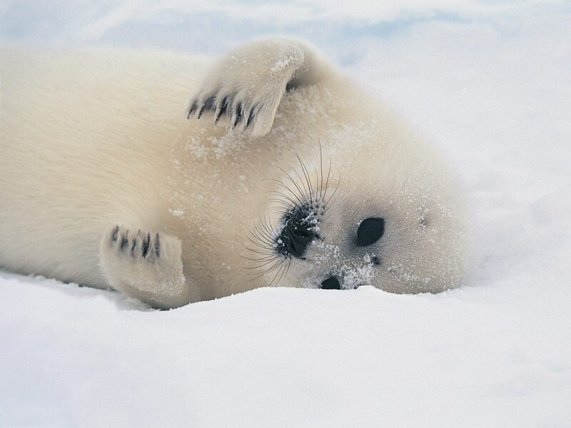 Adorable seal pup in snow