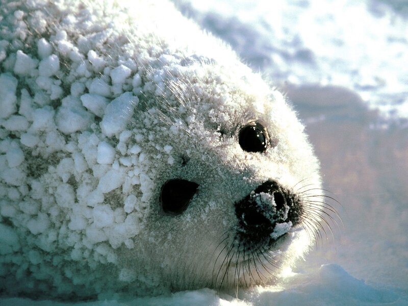 Adorable seal pup in snow