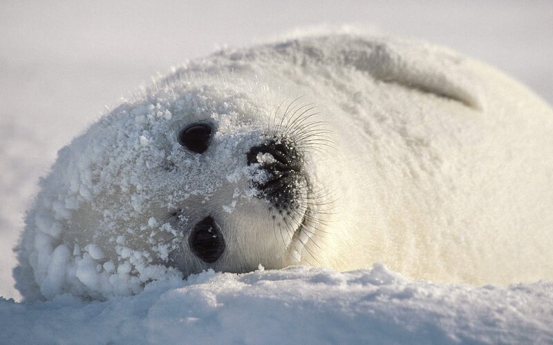 Adorable seal pup in snow