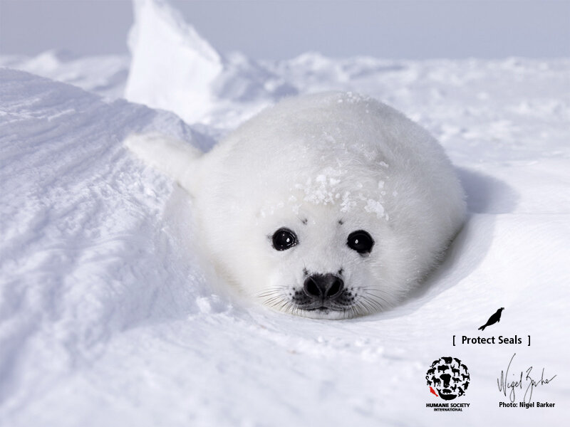 Adorable seal pup in snow