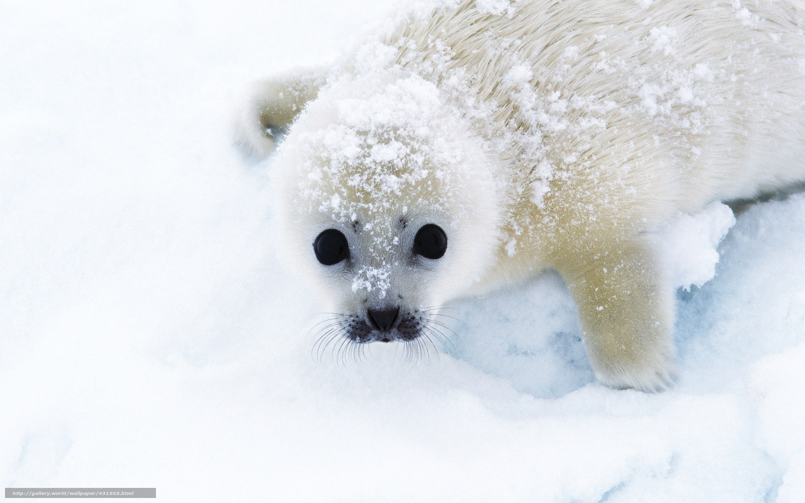Adorable seal pup in snow