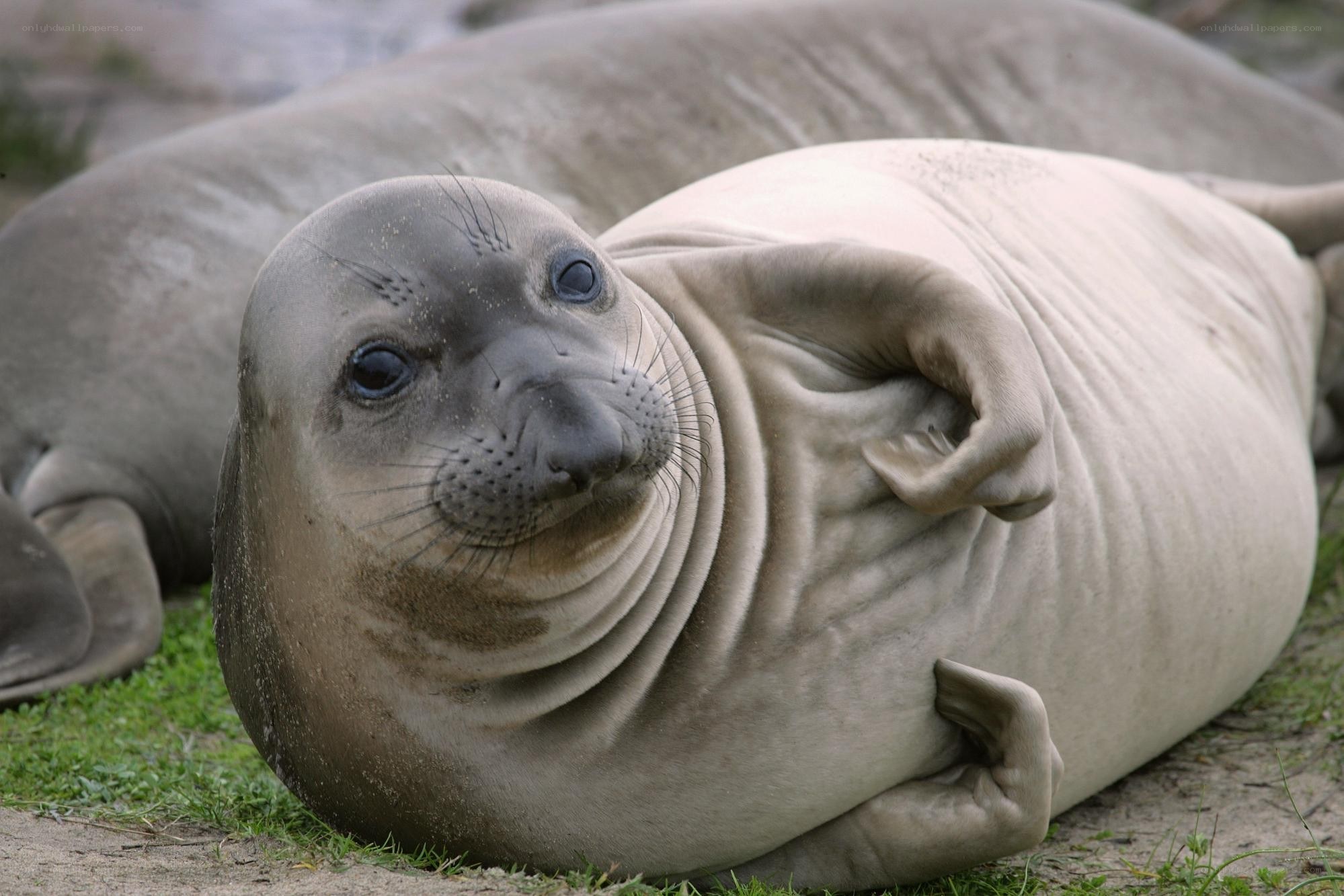 Adorable seal pup on grass