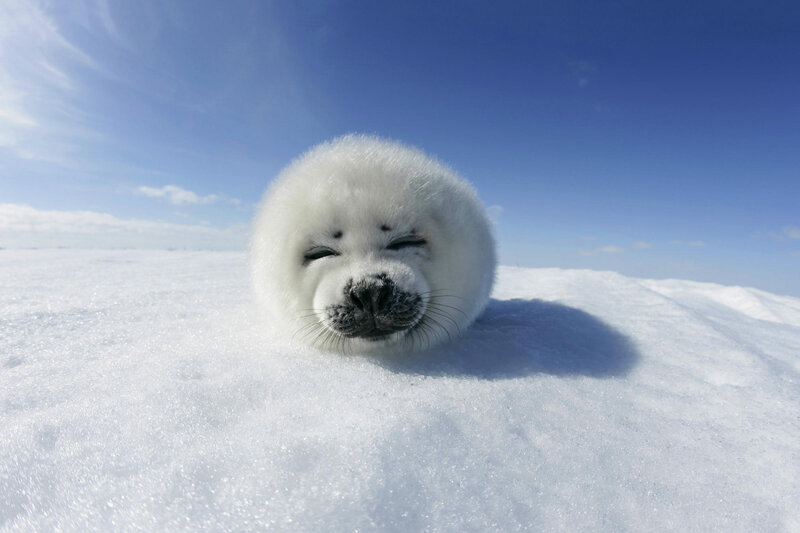 Adorable seal pup on ice