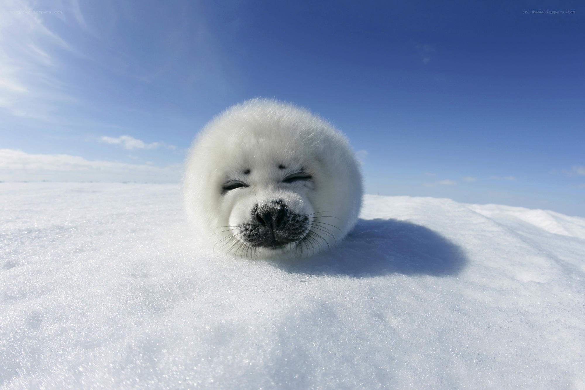 Adorable seal pup on ice