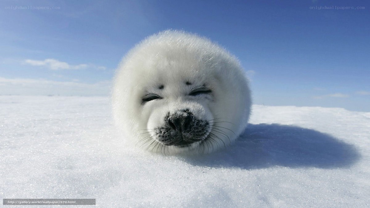 Adorable seal pup on ice
