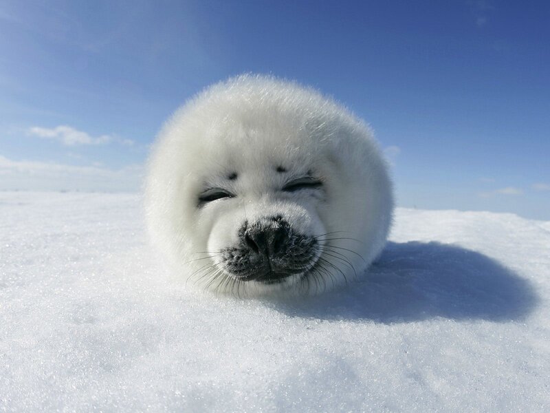 Adorable seal pup on snow