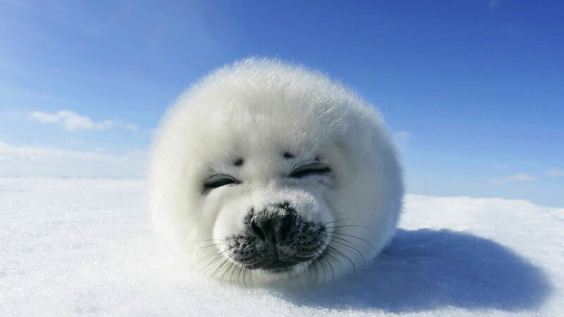 Adorable seal pup on snow