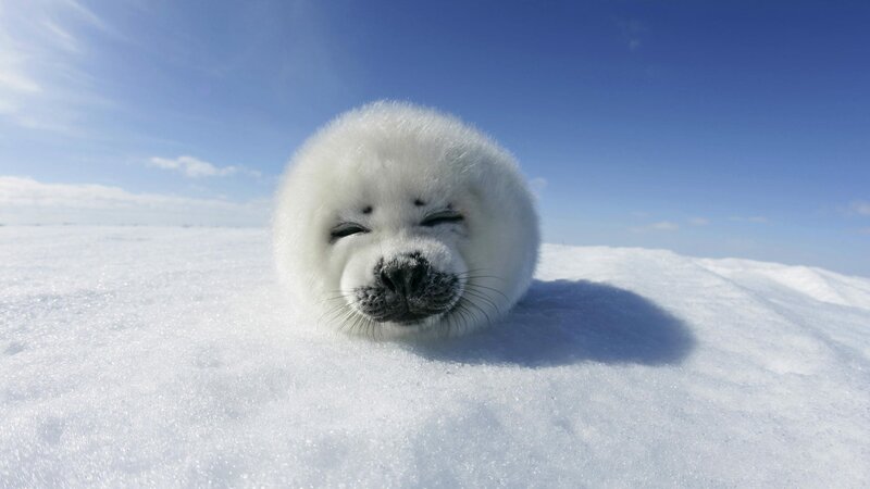 Adorable seal pup on snow