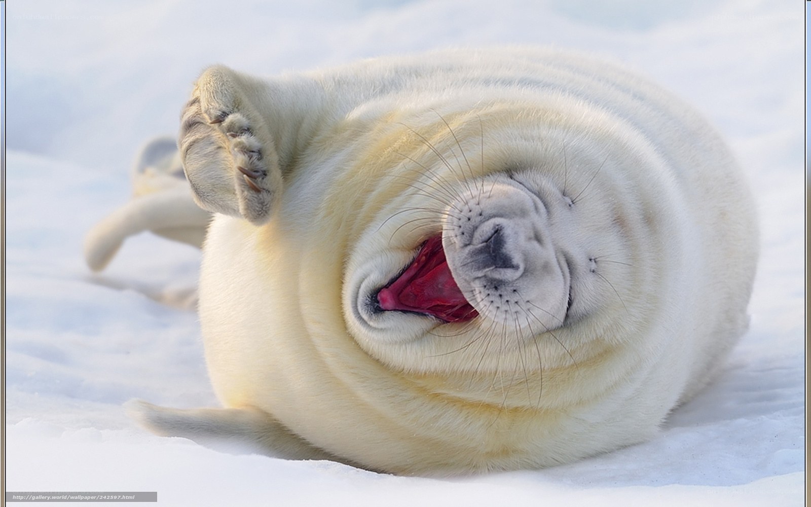 adorable seal pup on snow