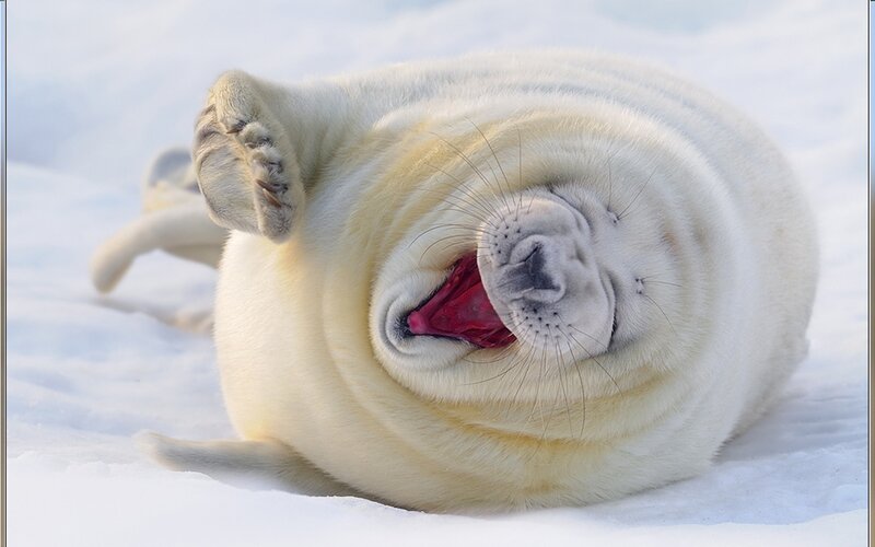 Adorable seal pup yawning