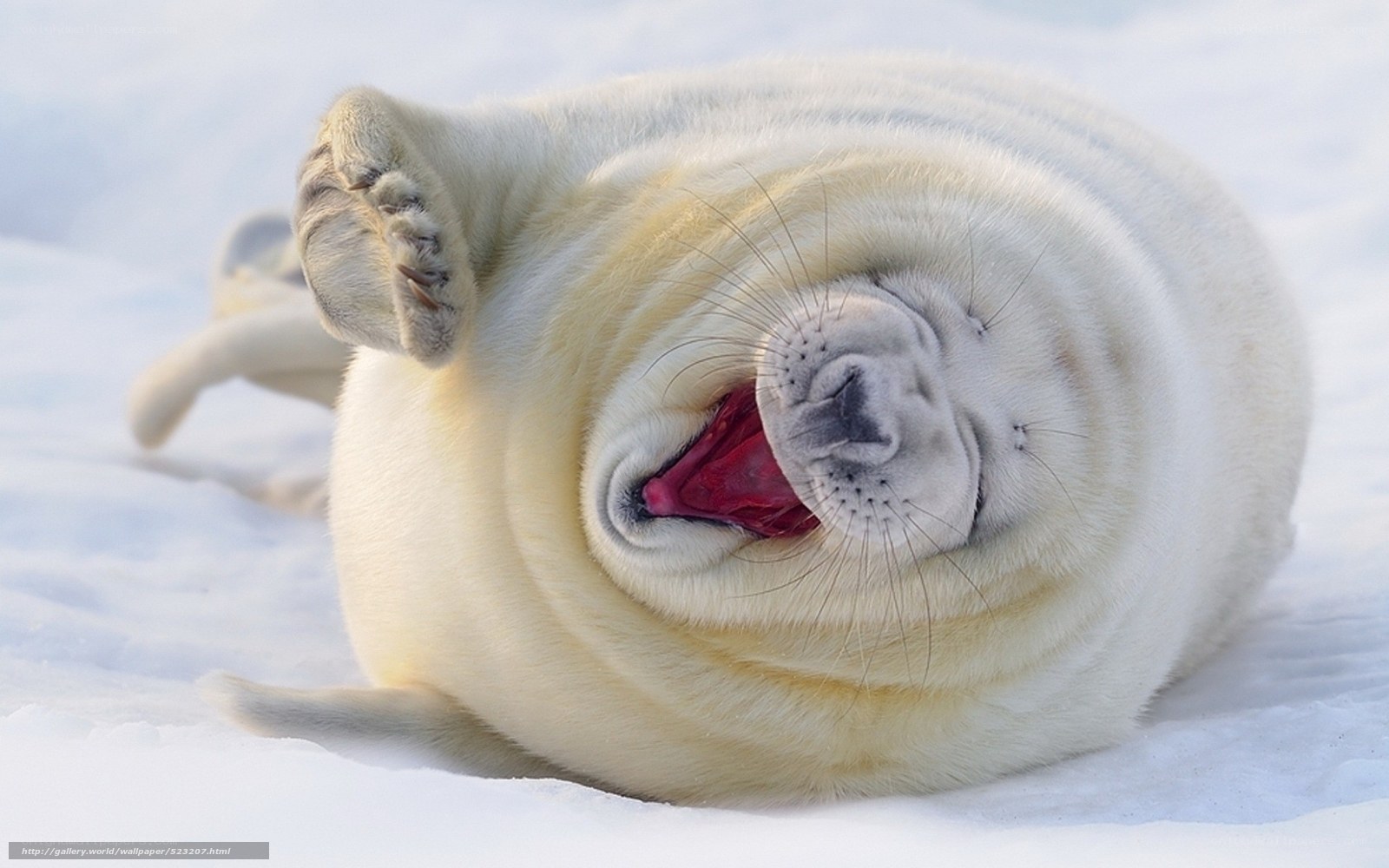 adorable seal pup yawning