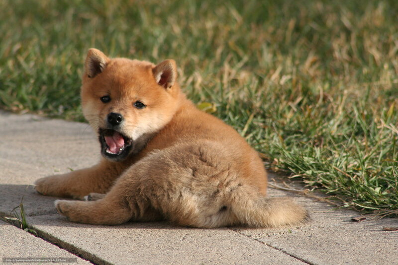 adorable shiba inu puppy