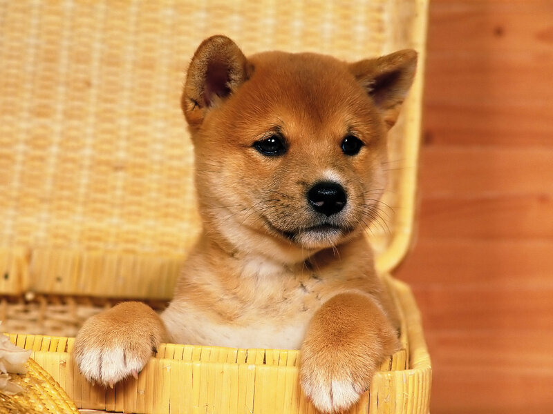 adorable shiba inu puppy