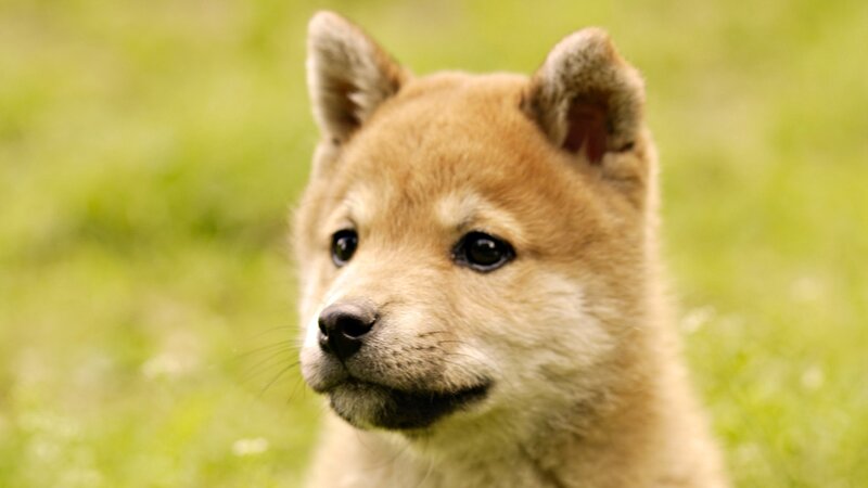 adorable shiba inu puppy
