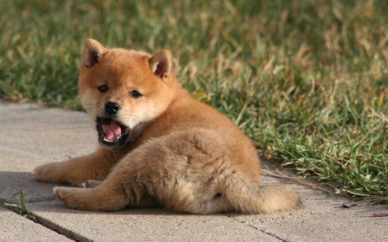 adorable shiba inu puppy