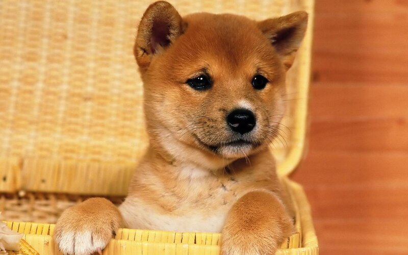 adorable shiba inu puppy