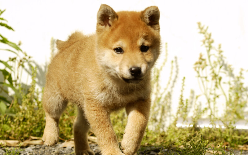 adorable shiba inu puppy