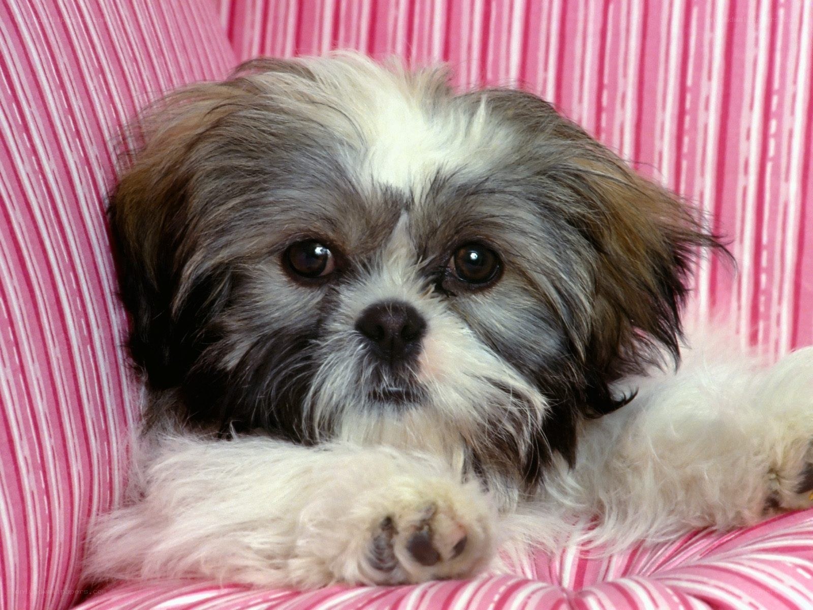 adorable shih tzu puppy