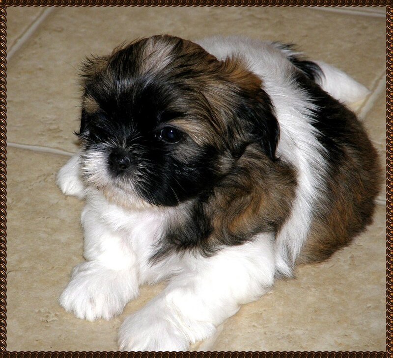 adorable shih tzu puppy