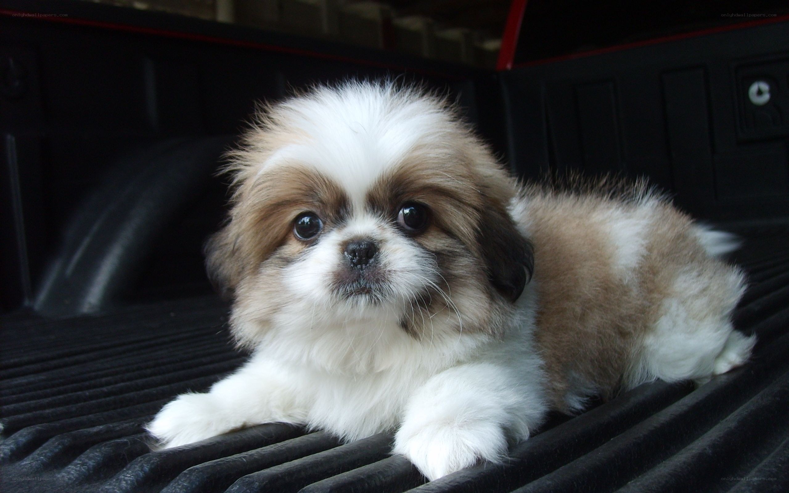 Adorable Shih Tzu puppy