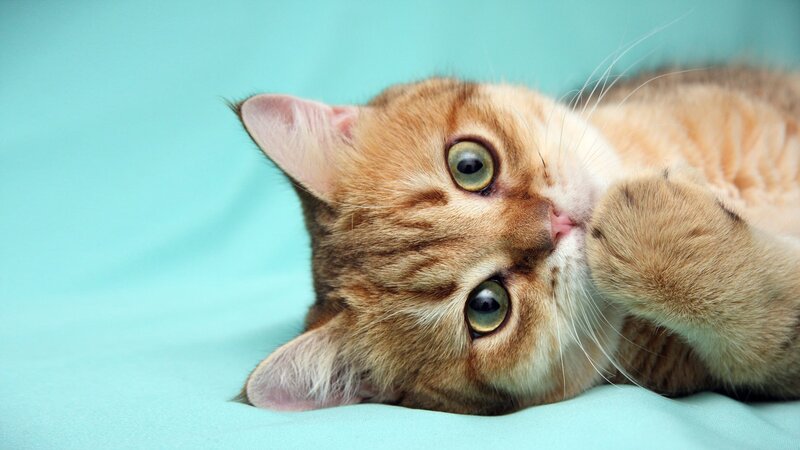 adorable tabby cat lying down