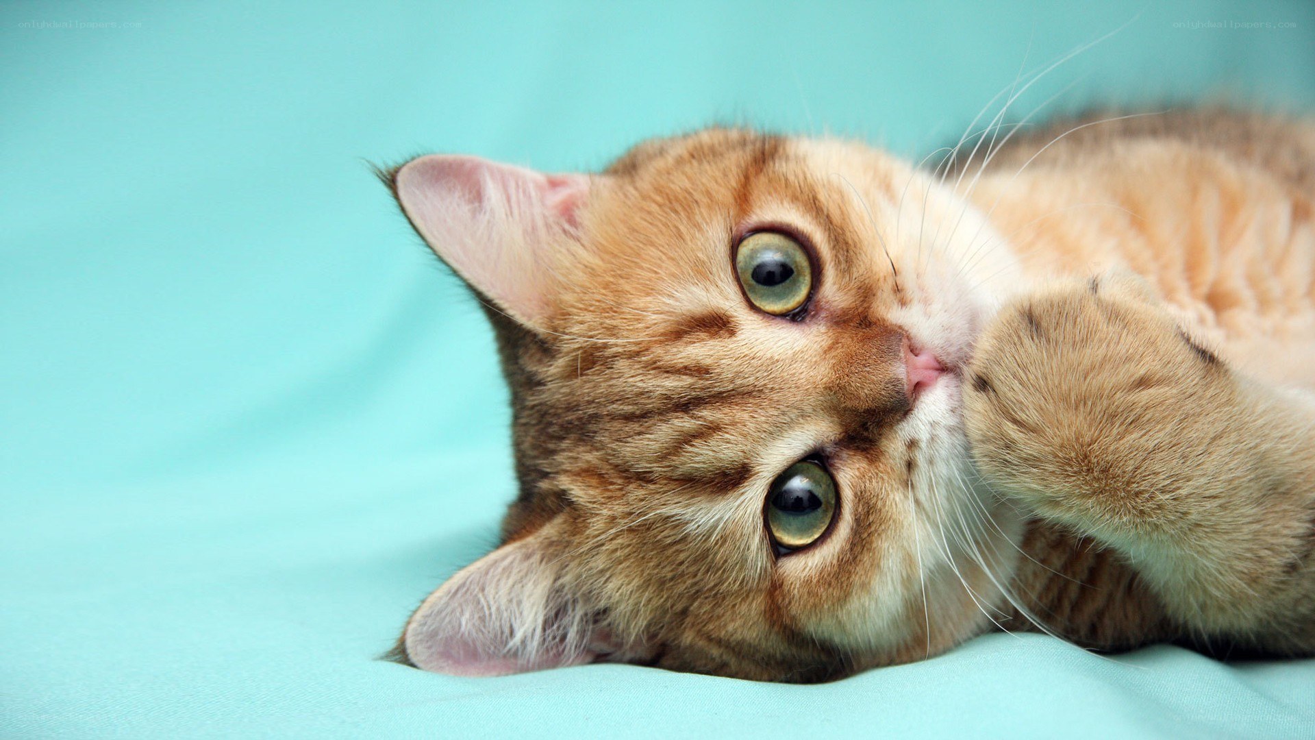 adorable tabby cat lying down