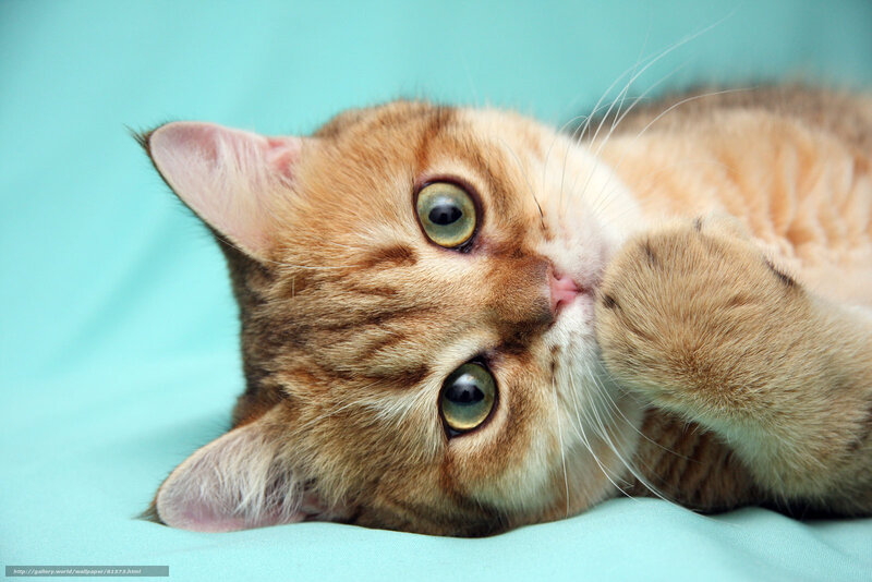 adorable tabby cat lying down