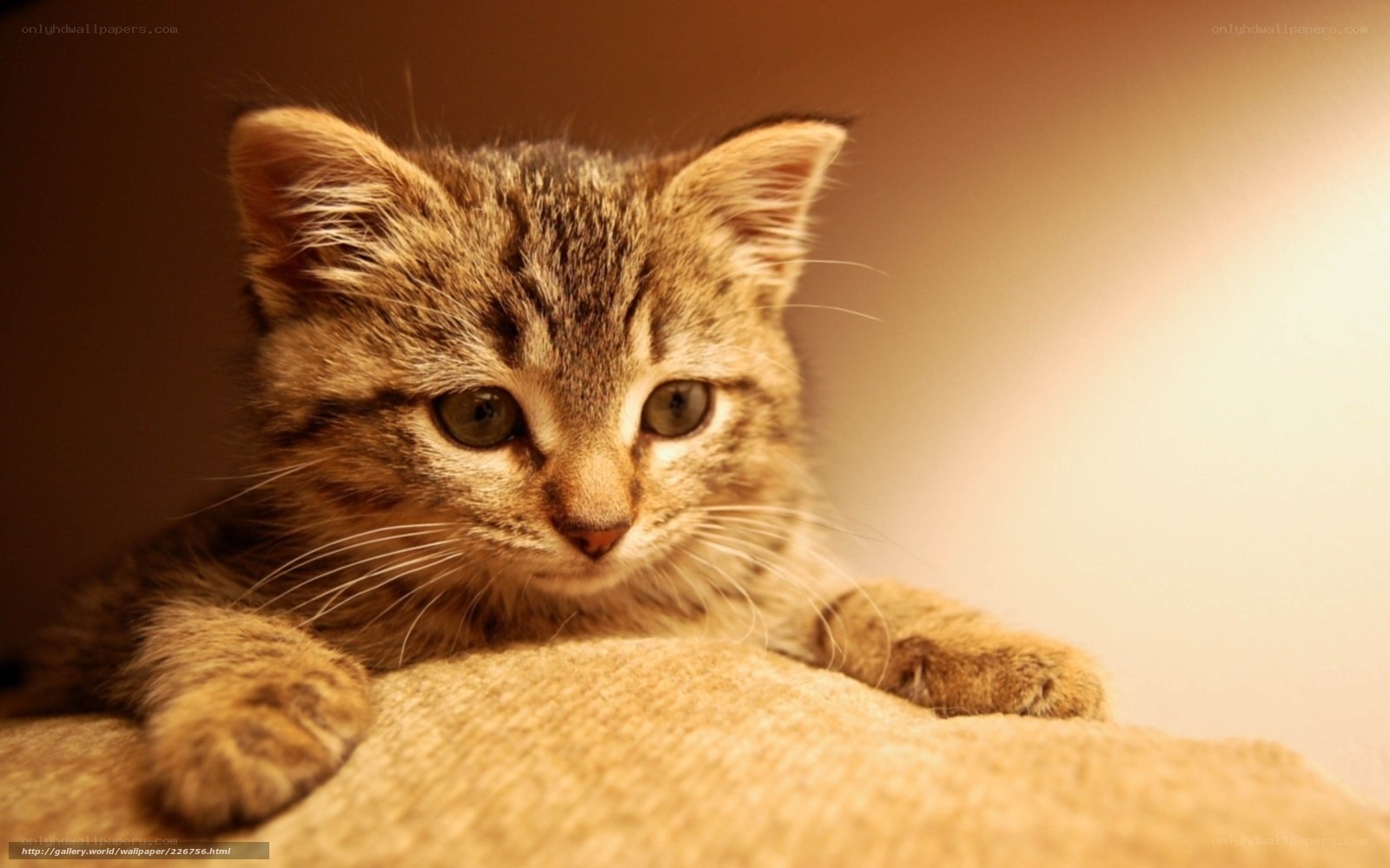 adorable tabby kitten