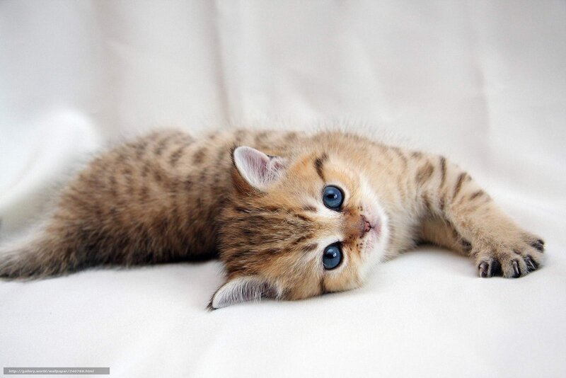 adorable tabby kitten