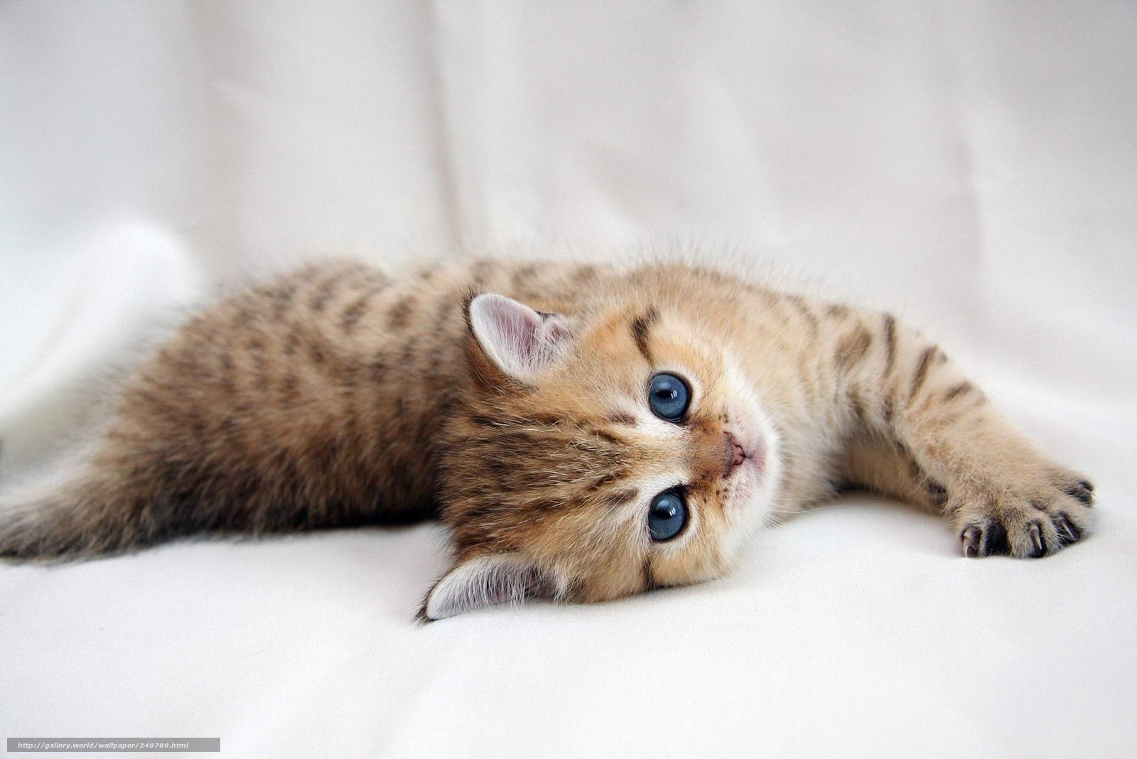 adorable tabby kitten