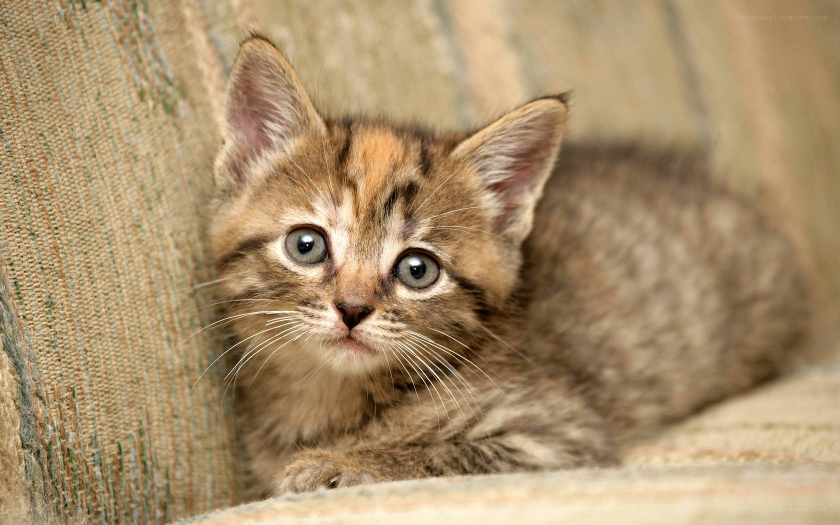 adorable tabby kitten