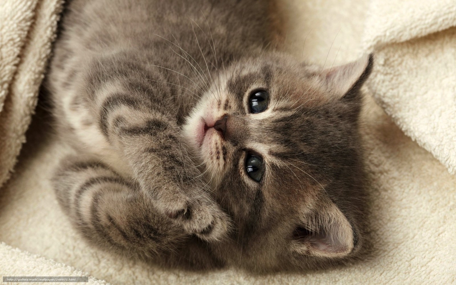 adorable tabby kitten