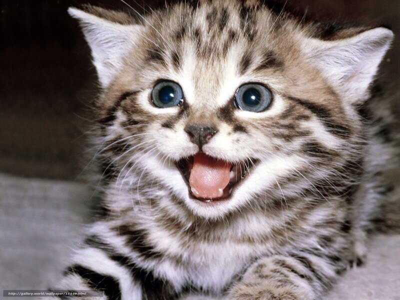 adorable tabby kitten