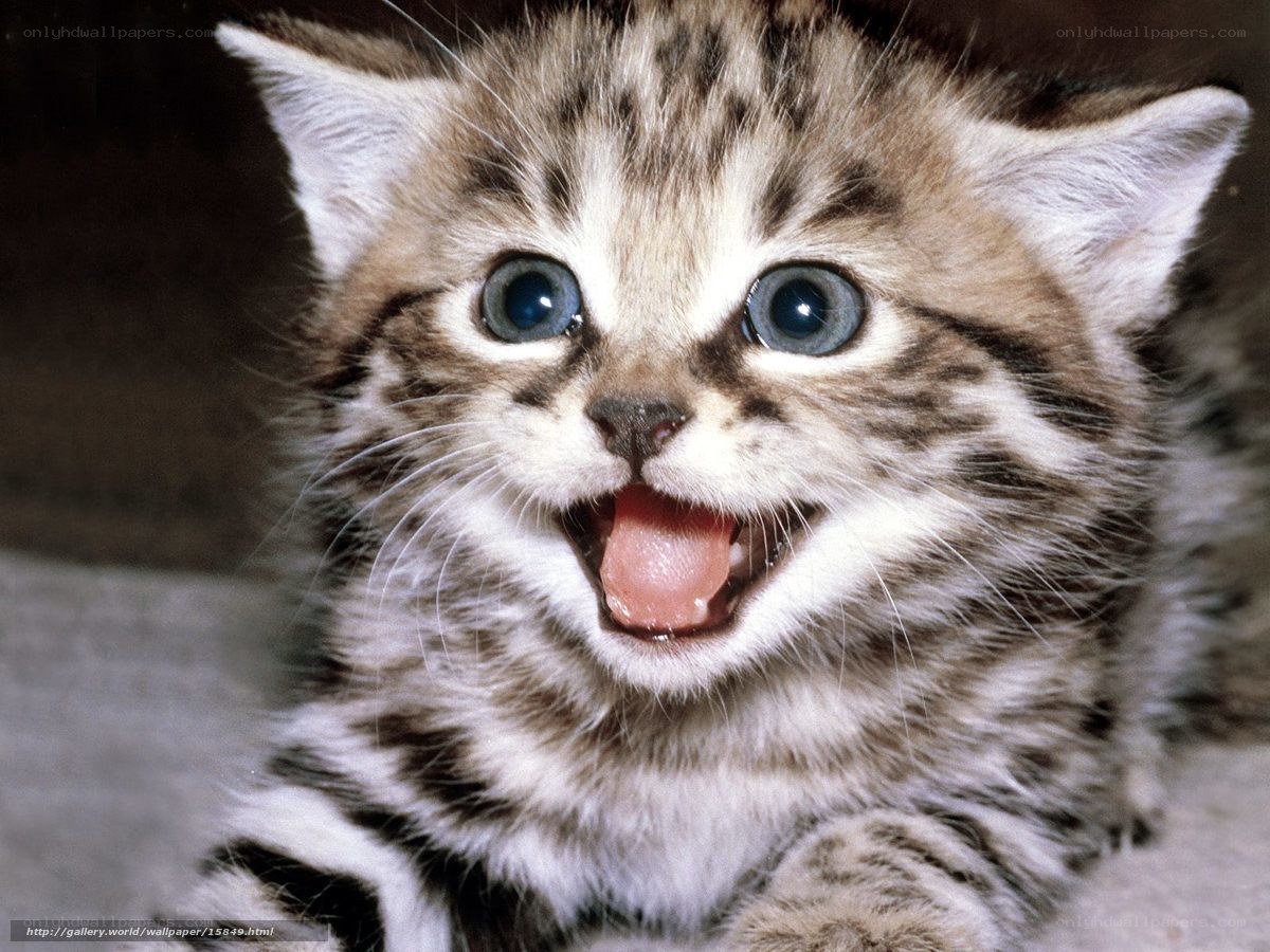 adorable tabby kitten