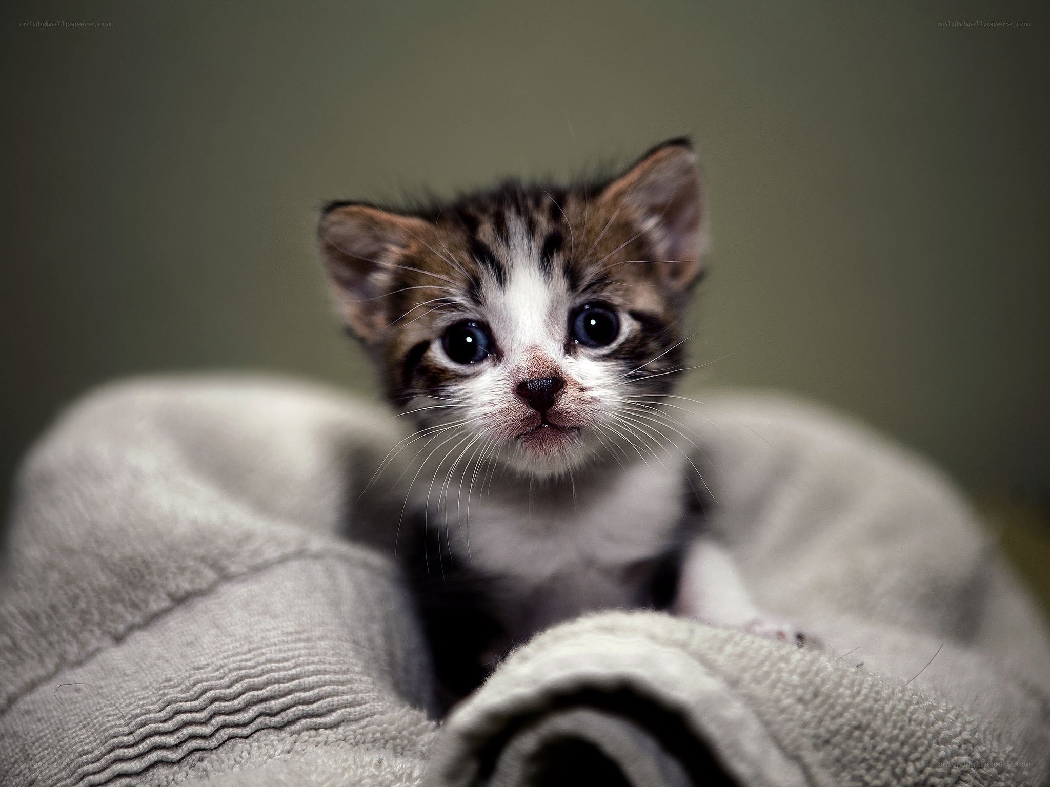 adorable tabby kitten