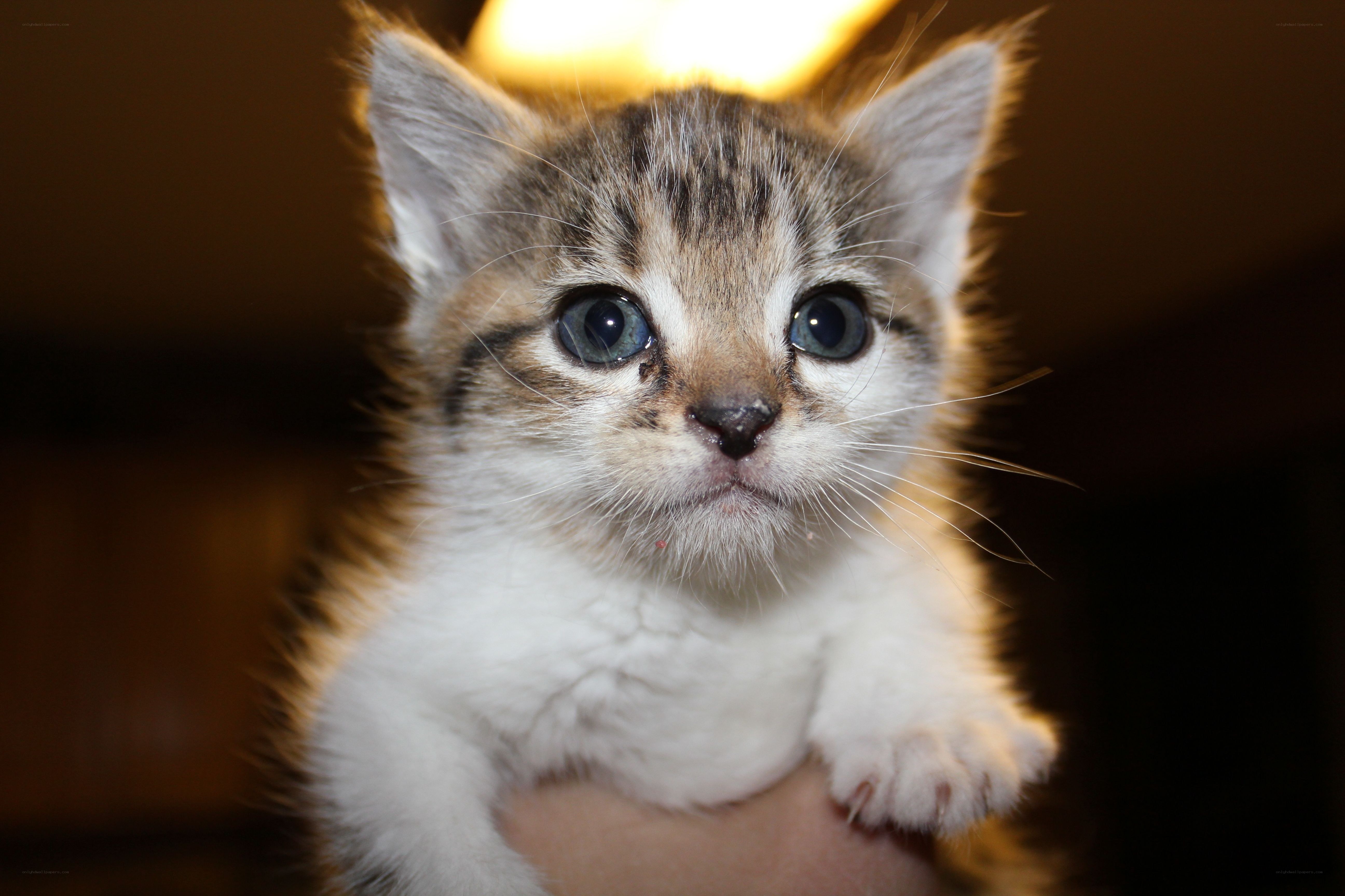 adorable tabby kitten
